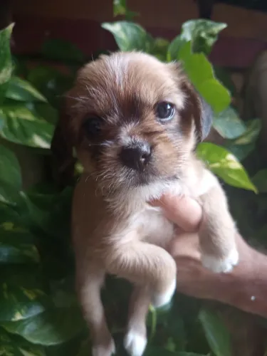 Vendo filhote de Shitzu fêmea com um mês de vida.Valor 700 reais.zapp.: *