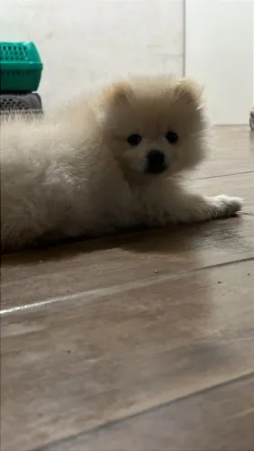 Filhote de lulu da pomerania
