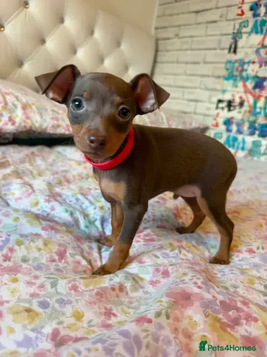 Neném Pinscher/Pincher de Pelagem Curta Macho e Fêmea Vacinados SP