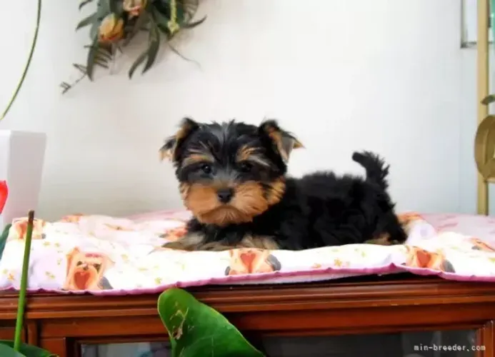 Cachorro filhote pelagem bonita Yorkshire/York