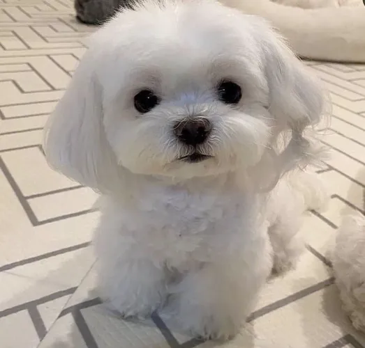Filhote Maltês, Quem Disse Que Felicidade Não Tem Focinho?