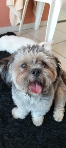 LHASA ADULTO (1 ANO)