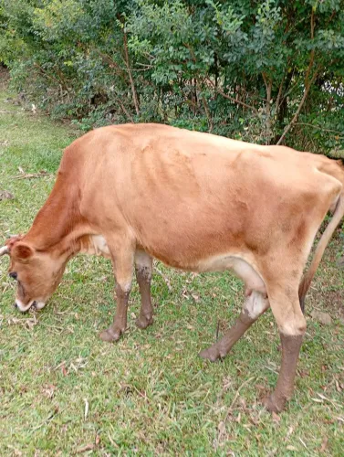 Jersey em produção.