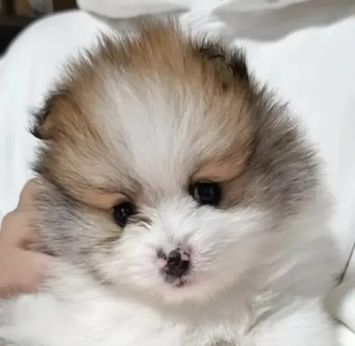 Cachorro filhote spitz alemão/lulu da pomerânia pelagem densa dócil