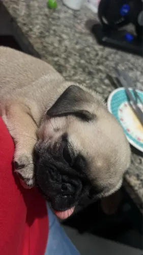 Filhote de Pug fêmea 