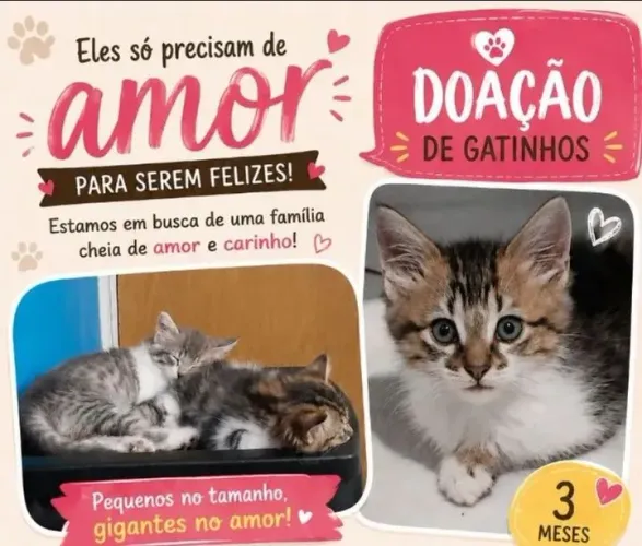 Lindos Gatinhos