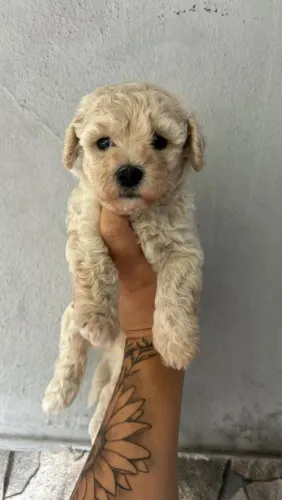 Poodle toy pequeno no tamanho,grande no charme