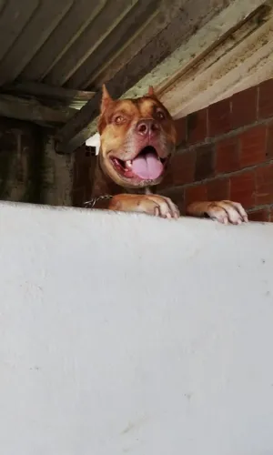 Pitmonster