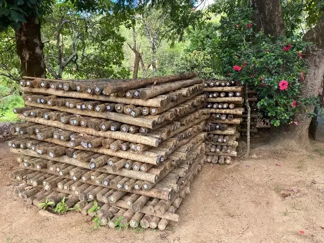 Estacas eucalipto Cloeziana tratado  Capelinha/MG/MG