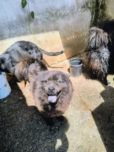 Doasse chow-chow, fêmea