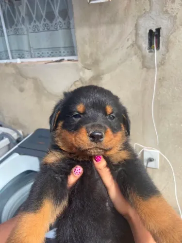 Filhotes de rottweiler cabeça de touro