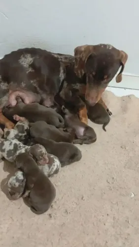 Lindos filhotes de Basset Cofap Salsichinhas 