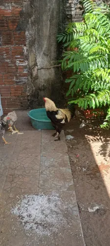VENDO GALO RAÇA BRAHMA GIGANTE