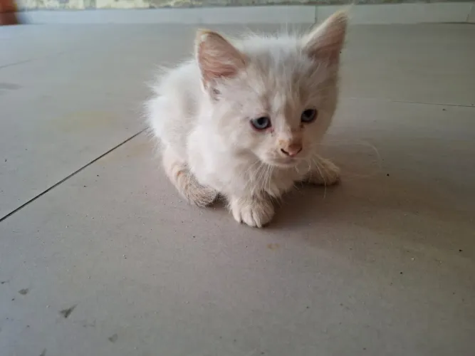 GATINHO