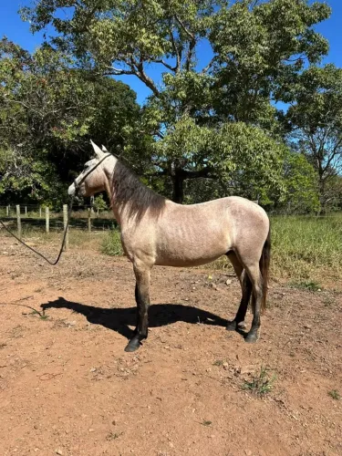 Potro Mangalarga Marchador - Cliente Exigente