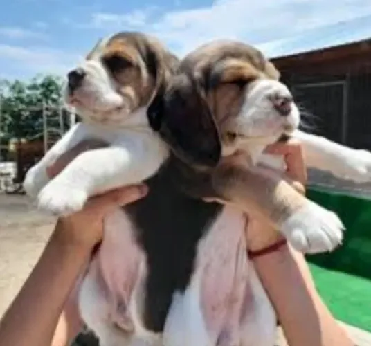 Beagle Mini Filhotes Difíceis de Encontrar. 