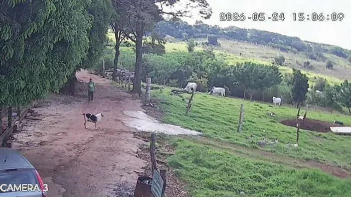 Pasto para cavalo