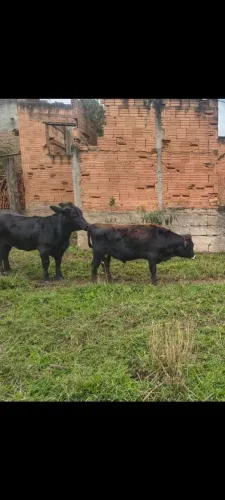 Casal de Mini Bovinos a venda.