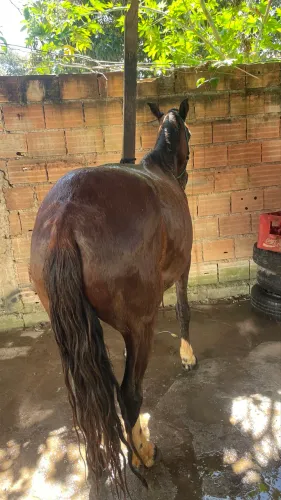 Cavalo castrado de marcha picada