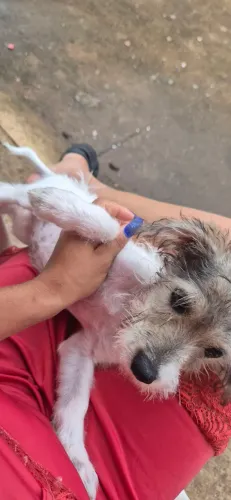 Vendo essa cachorrinha peluda  