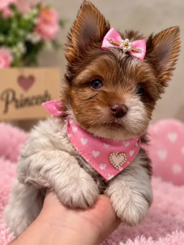 Princesa filhote de yorkshire merle fêmea OLHO AZUL