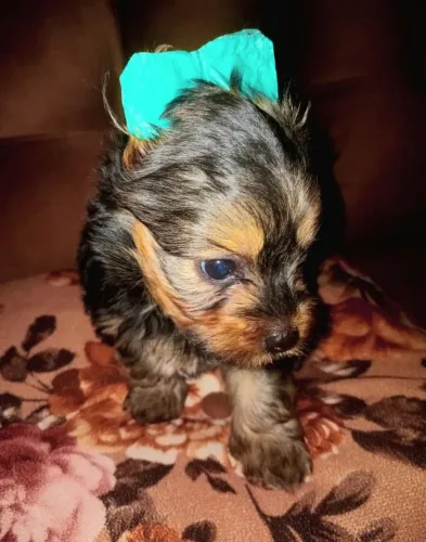 Yorkshire macho mini
