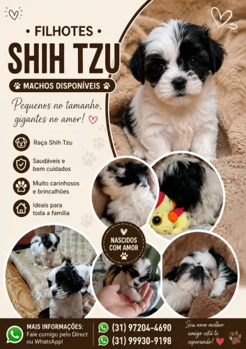 Shitzu