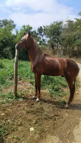 Cavalo potro
