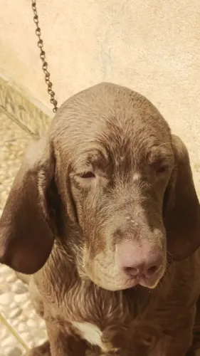 filhotes de cães