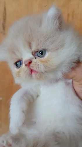 Gato Persa lindos filhotinhos com qualidade superior