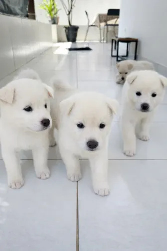 Filhotes de Akita Inu