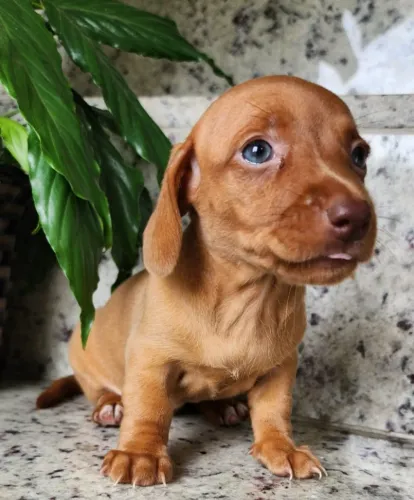 Dachshund - Lindos Olhos Azuis a Pronta Entrega!!  