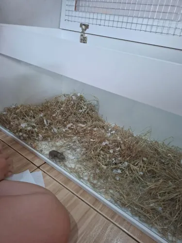Terrário hamster 