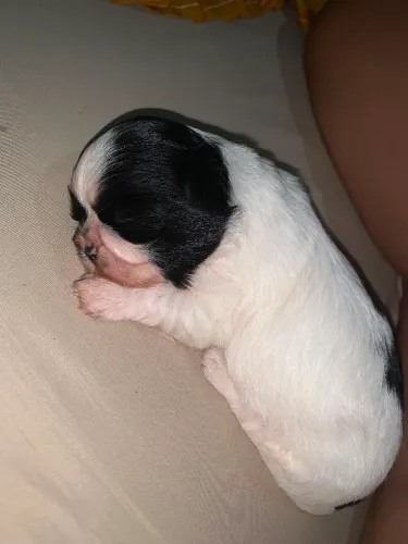 FILHOTE DE SHIH TZU