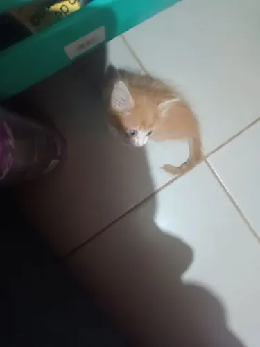 Gata filhote