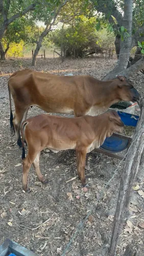 Vaca e bezerra
