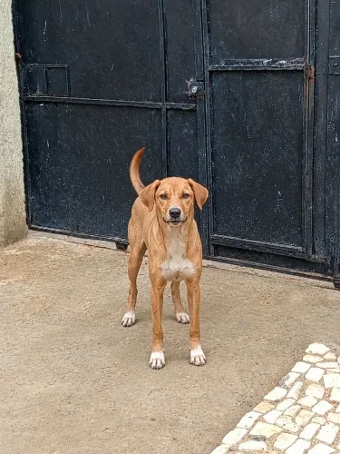 Cachorros para adoção