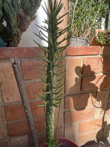 Cacto agulha de Eva