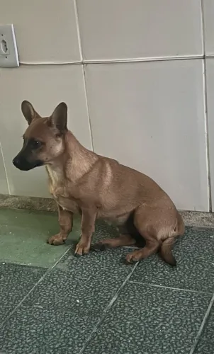 Doação de pet