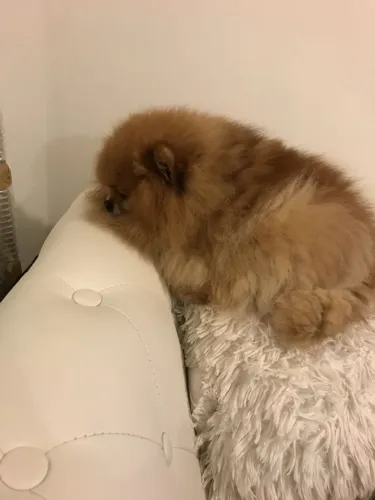Lulu da Pomerânia 