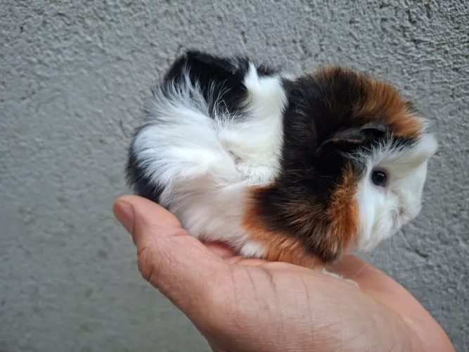 Animais