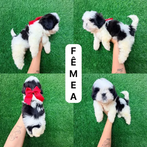 Shitzu preta e branca fêmea 