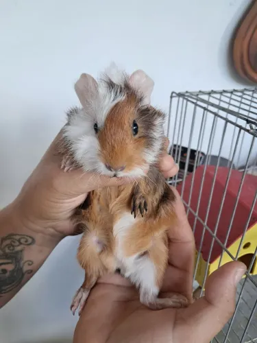 Porquinho da india 