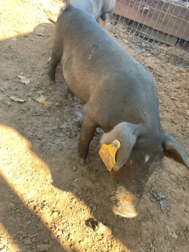 Vendo leitoa limpa 25 reais o kg 