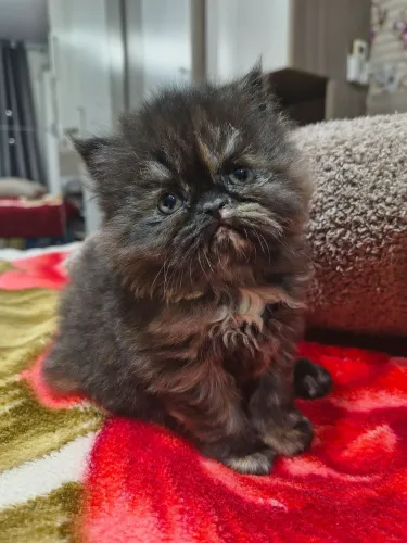 Gata persa filhote 