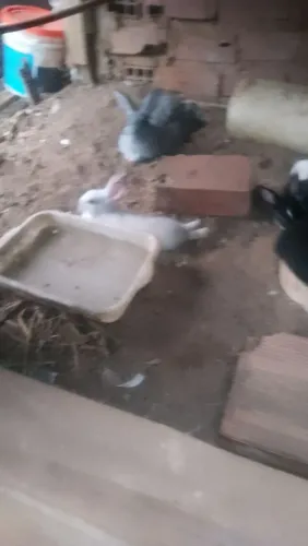 Lindos filhotes de coelhos