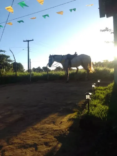 Cavalo mestico de quarto de milha