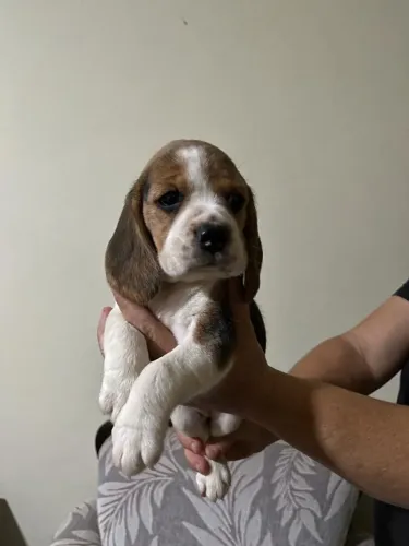 Beagle tri/bi