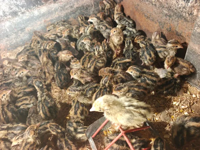 Codornas japonesas e gigantes de 1 dia disponível 