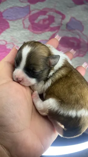 Lhasa apso